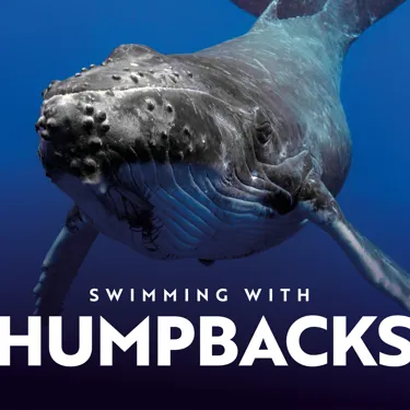 Immotion Humpbacks Emailinsets 2 2024