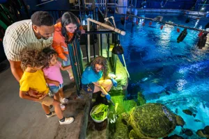 Guests experiencing the turtle experience and feeding a turtle lettuce