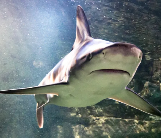 Shark 7 5 | SEA LIFE Aquarium