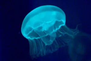 Jellies Exhibit | SEA LIFE Aquarium
