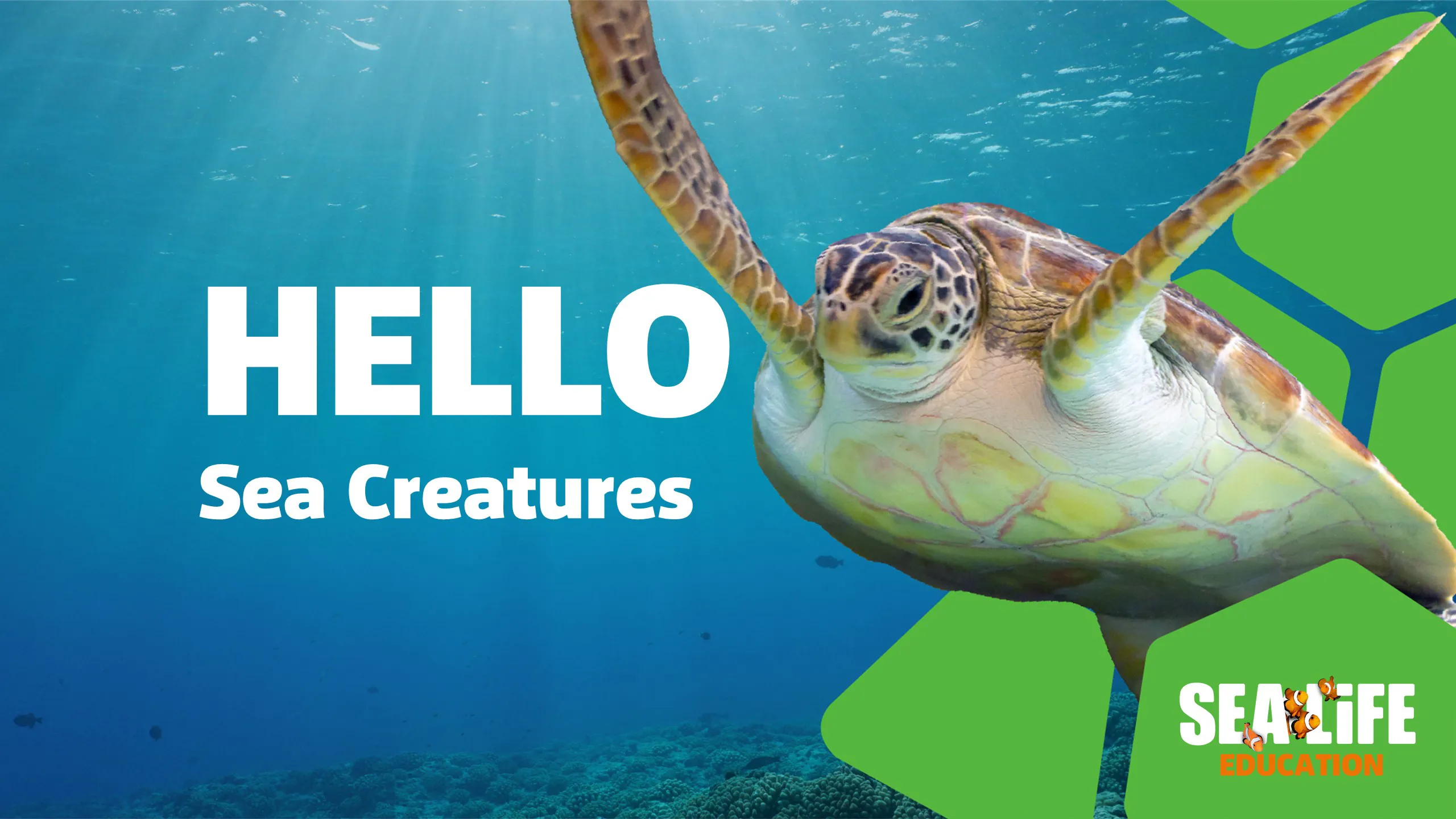 11749 SEALIFE EDUCATION Sea Creatures POWERPOINT