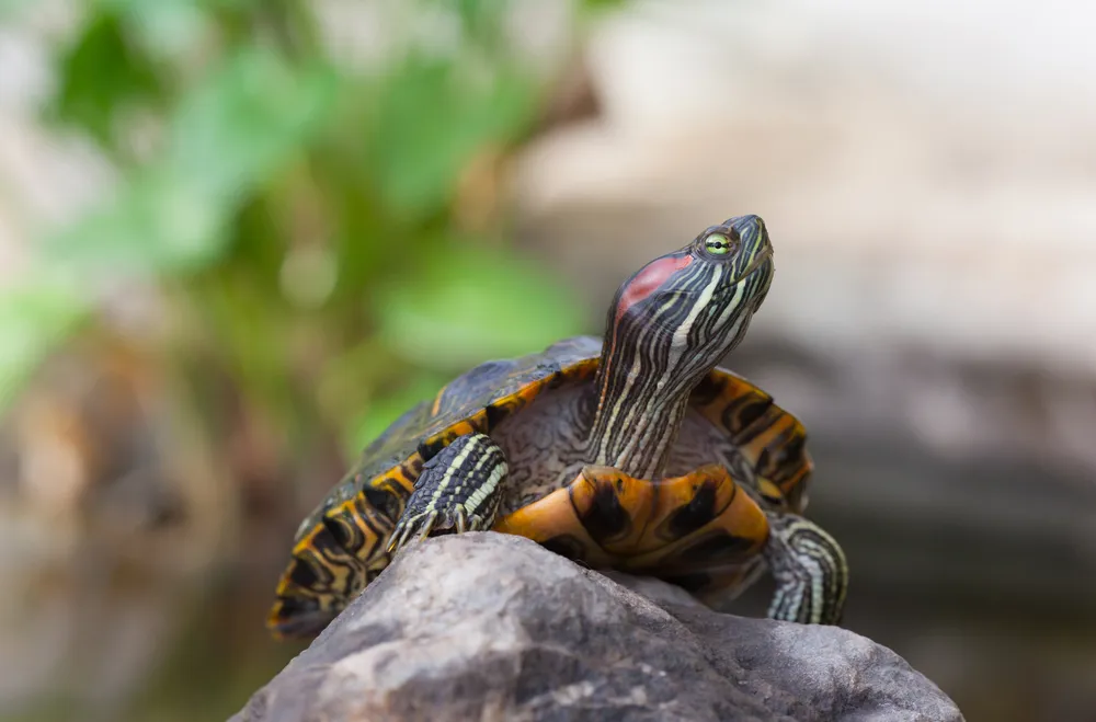 Terrapin | SEA LIFE Aquarium