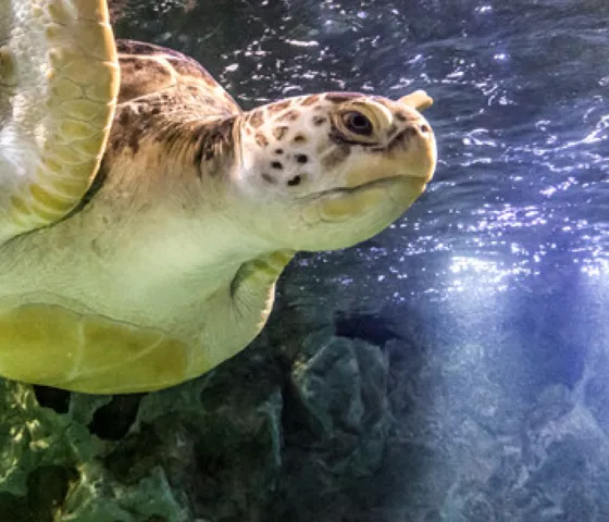 Sea Turtle | SEA LIFE Aquarium