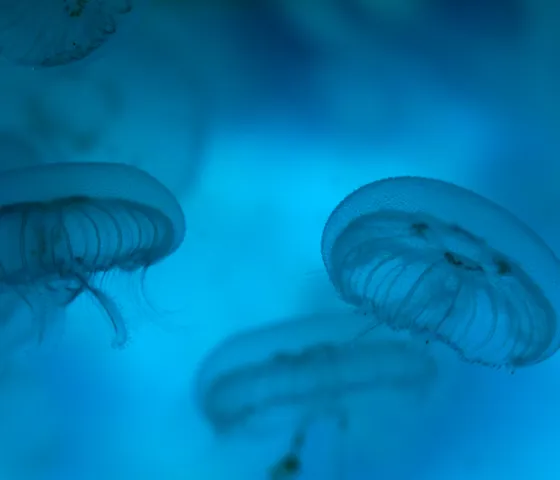 Jellyfish